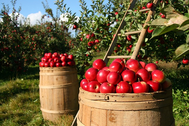 Wiedza o tym jakie jest odpowiednie przechowywanie jabłek